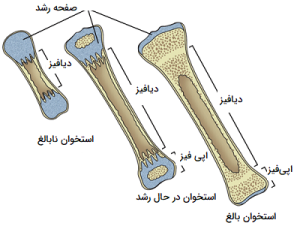 رشد قد کودکان